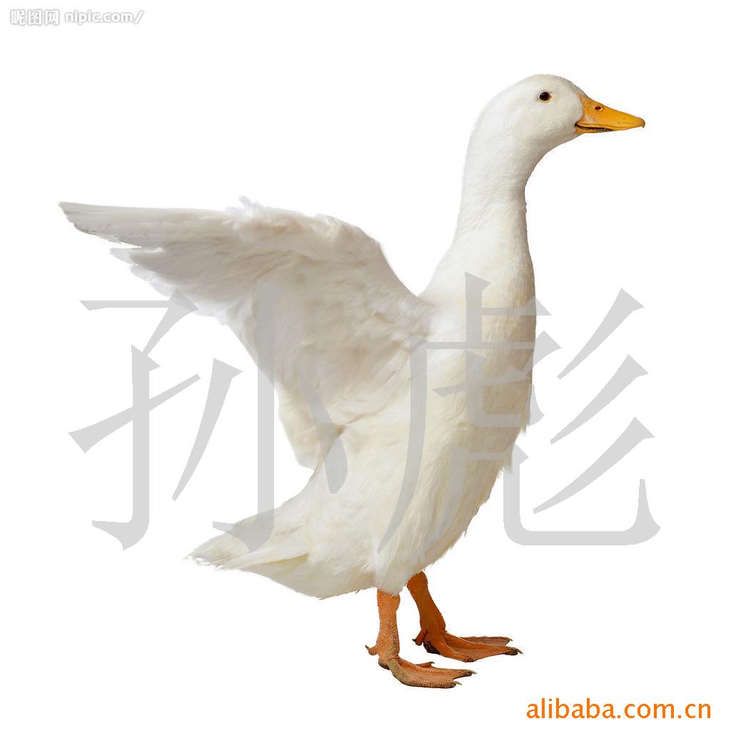 鸭子