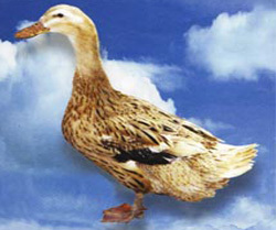 ƷѼ