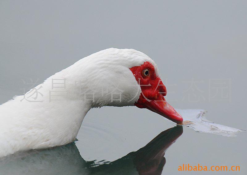 Ѽ