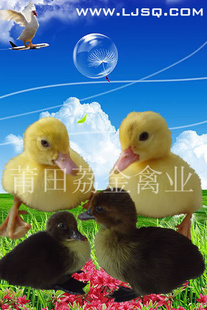 [Ѽͼ]ȫѼĸ(ǿ.ÿ.׬ö)