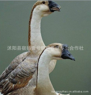 ƷַѼ硢Ѽ硢Ѽ硢~*