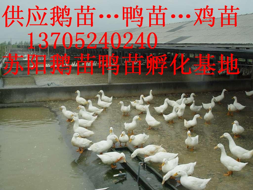 ӦѼ۸|ɽѼ۸|Ѽ۸