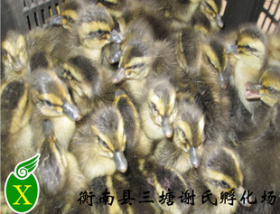 ƷѡֳѼ糧ֱ