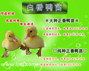 2012.8.31Ѽ±ۣƷֹĸСɻʸߡǿ