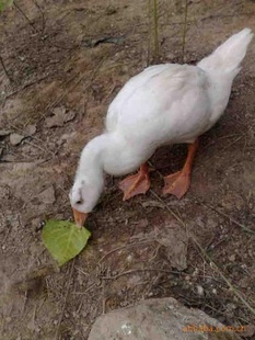 ƷѼ