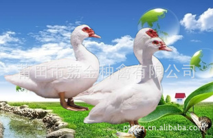 ȫѼĸУǿ졢