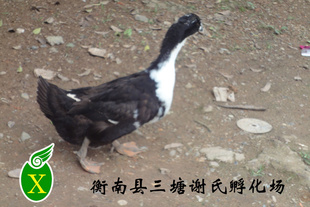 常年现货提供湖南大量优质洋鸭品种好价格优