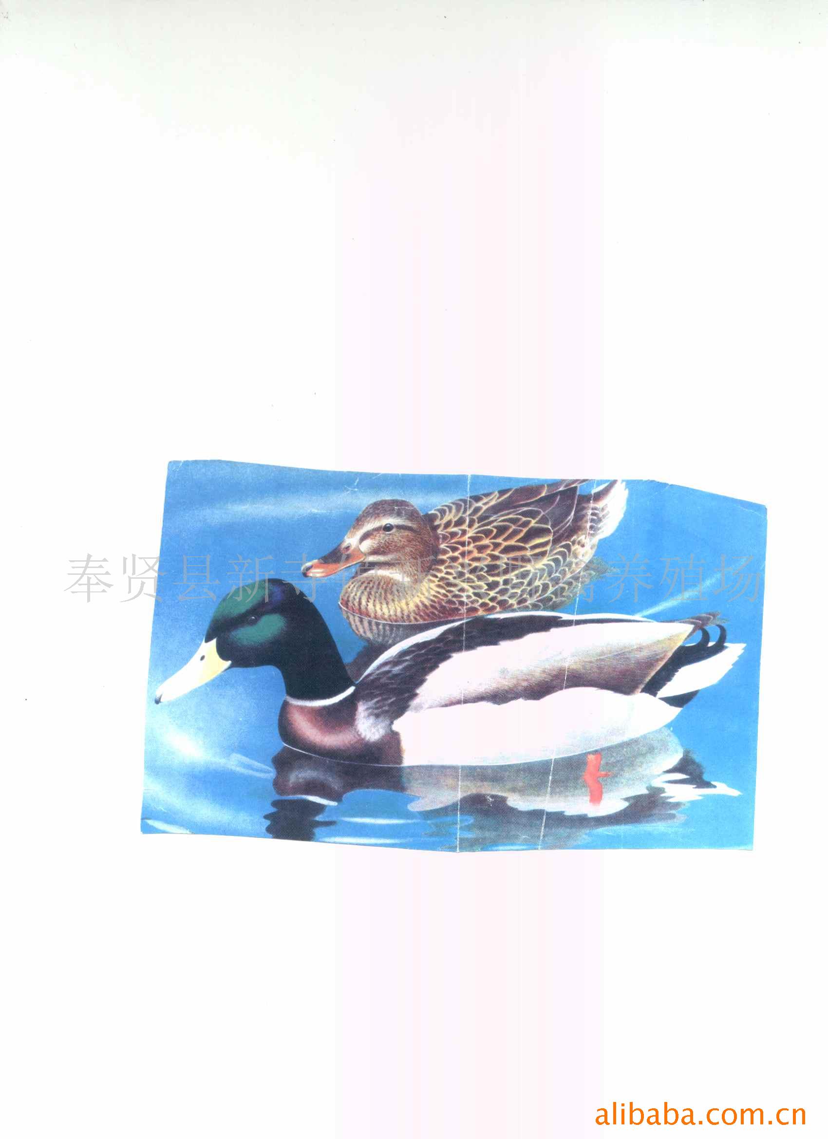 ҰѼ