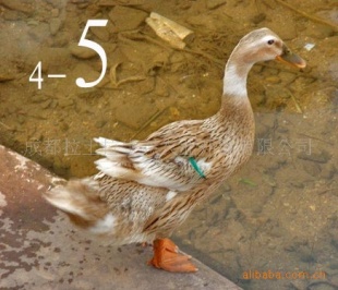 Ѽ·Ѽ·5