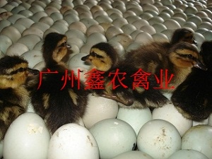 ӦˮѼ
