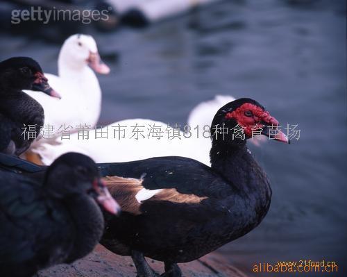818ڷѼ硢ְ׷Ѽ硢Ѽ硢°