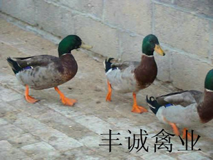 ʴ,,ζͷҰѼ
