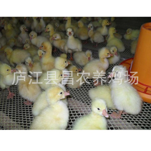 ̬Ѽ磬Ʒִ۸