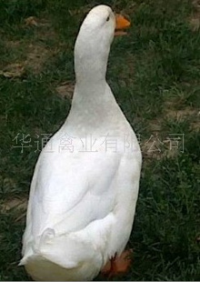 Ѽ