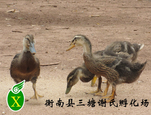 ųֻƷǿѼ