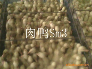 Ѽ..Sm3