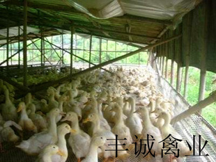 ڶϱӣҹѼ