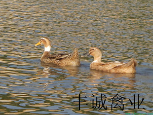 3ԪǿӦԹѼ