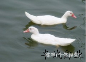 ƷѼ׷Ѽ/Ѽ/Ѽ