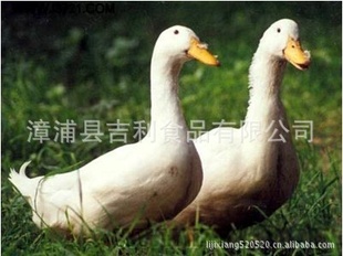 ӣҹѼ