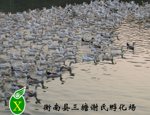 رƼ۴һųѼ