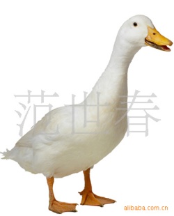ȦѼ(Ѽ)