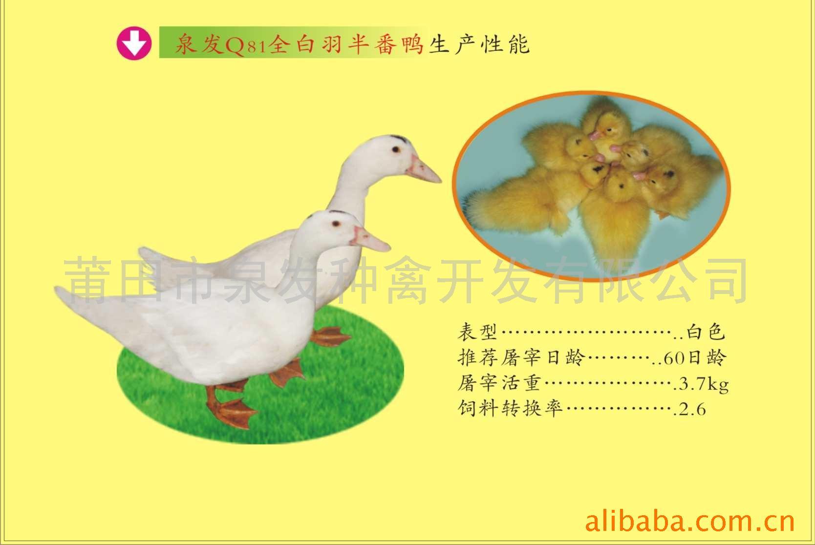 ȪQ81ȫ뷬Ѽ뷬Ѽ