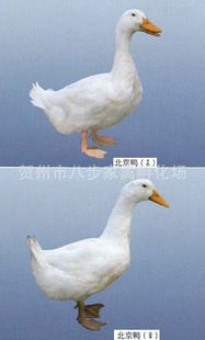 ѼѼ籱Ѽ籱Ѽ