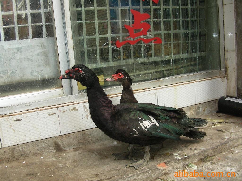 䶨Ѽ
