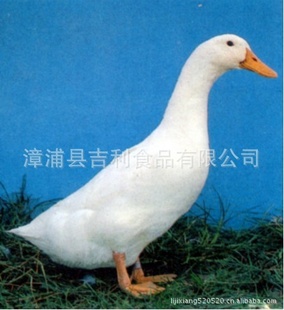 㶫ݰ뷬Ѽ