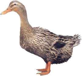 ݿѼ