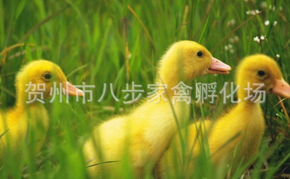 ӽѼѼӽѼ缦