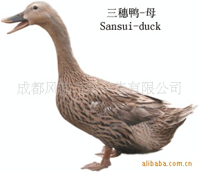 ĴѼ--Ѽ