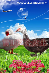 2012.8.19ѼۣĸС졢ǿ