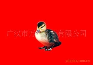 ͽѼ磨ѼһƷ