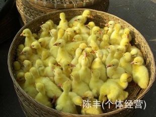 23硢ࡢǿѼѼ