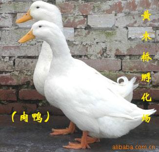 ϾѼ