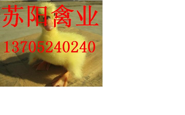 18936980992ӦѼѼ۸Ѽ۸