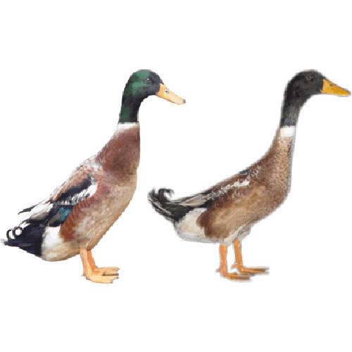 ӦѼͷҰѼѼӣҹѼ