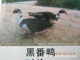 ڷѼ磨ڷѼʮģ
