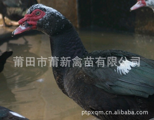 Ѽ硣Ѽ硣Ѽ硣ڷѼֺڷѼ硣ͰѼ_Ѽ۸