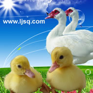 129.1Ѽ籨ۣ۴֡С֡ĸУݳֱ