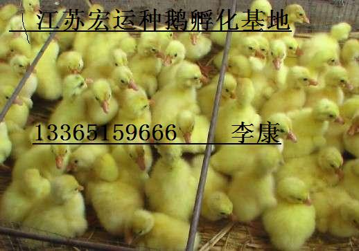 Ѽ۸+ɽѼ۸+˳Ѽ۸