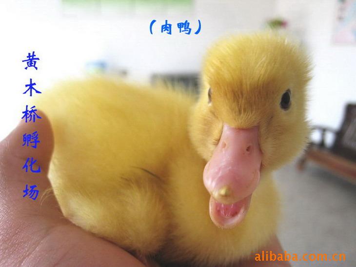 Ѽ磨Ѽ