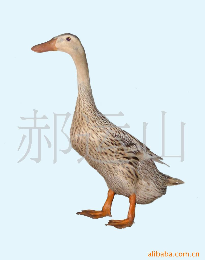 ѼѼ