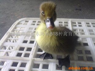 ڷѼ硢Ѽ[ֱ]
