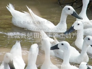 زǰѼ/ũǰѼһѼ