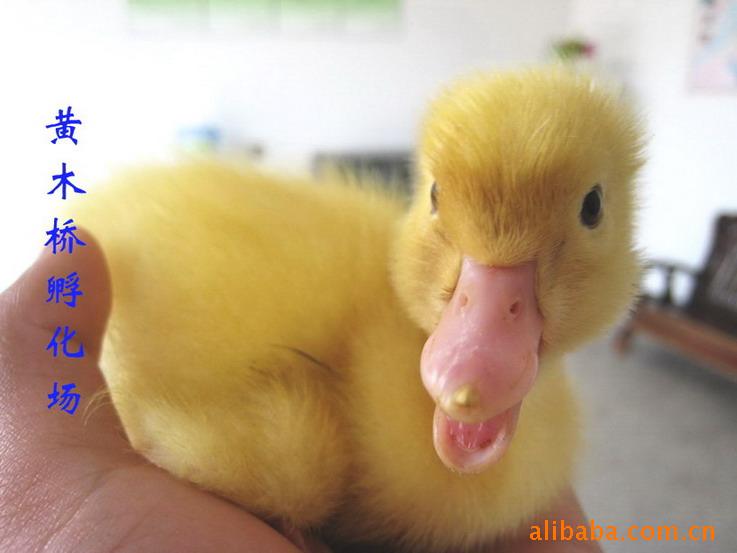 ӣҹѼ磨Ѽ