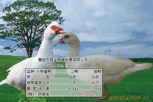 []Ѽ磨