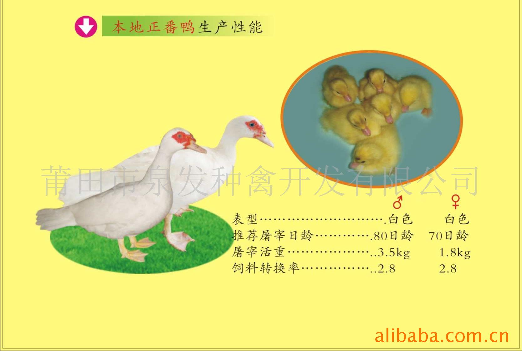 Ѽ磬뷬Ѽ磬ڷѼ磬Ѽ磬Ѽ